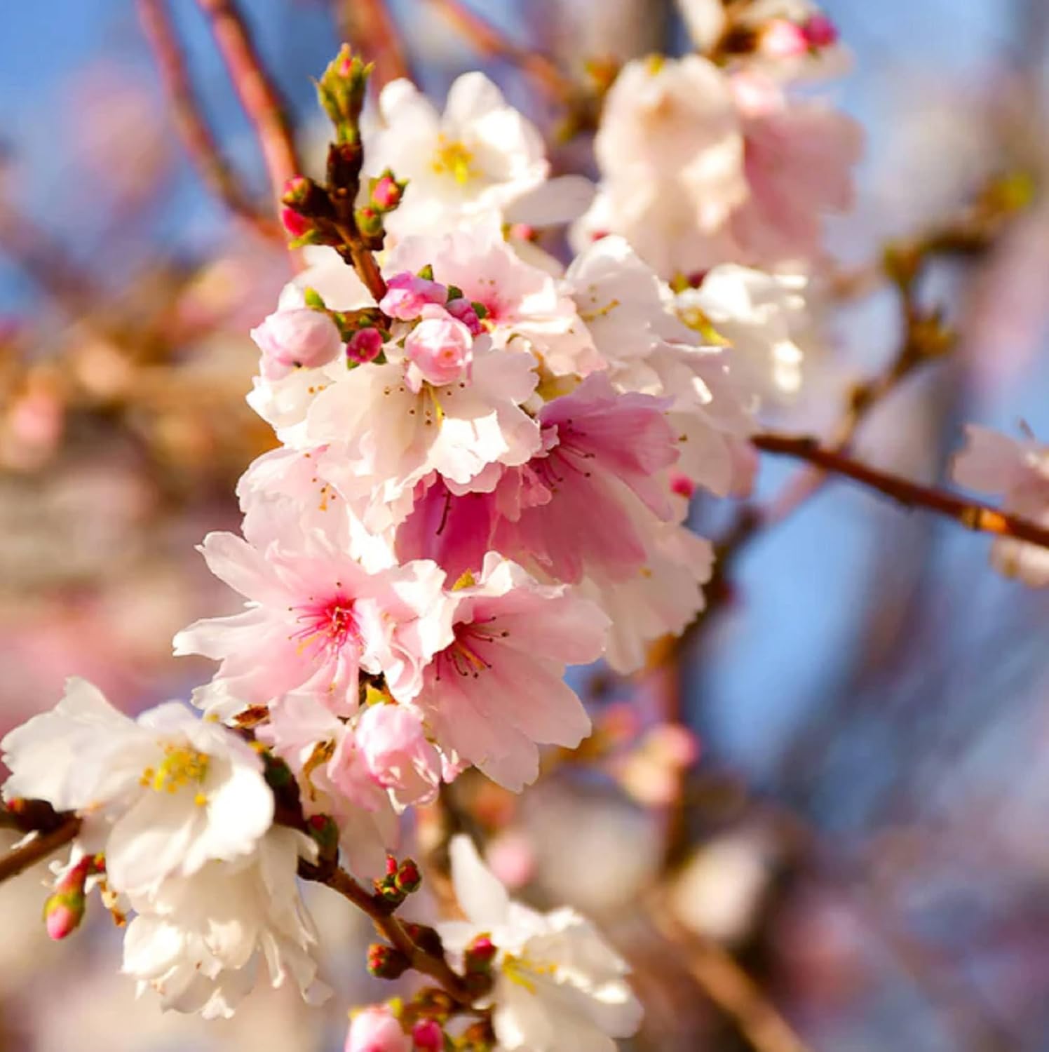 CHUXAY GARDEN 5 semillas de cerezo Higan Prunus Subhirtella Spring Cherry Beauty Cherry Blossom Semillas de árbol para plantar floración llamativa