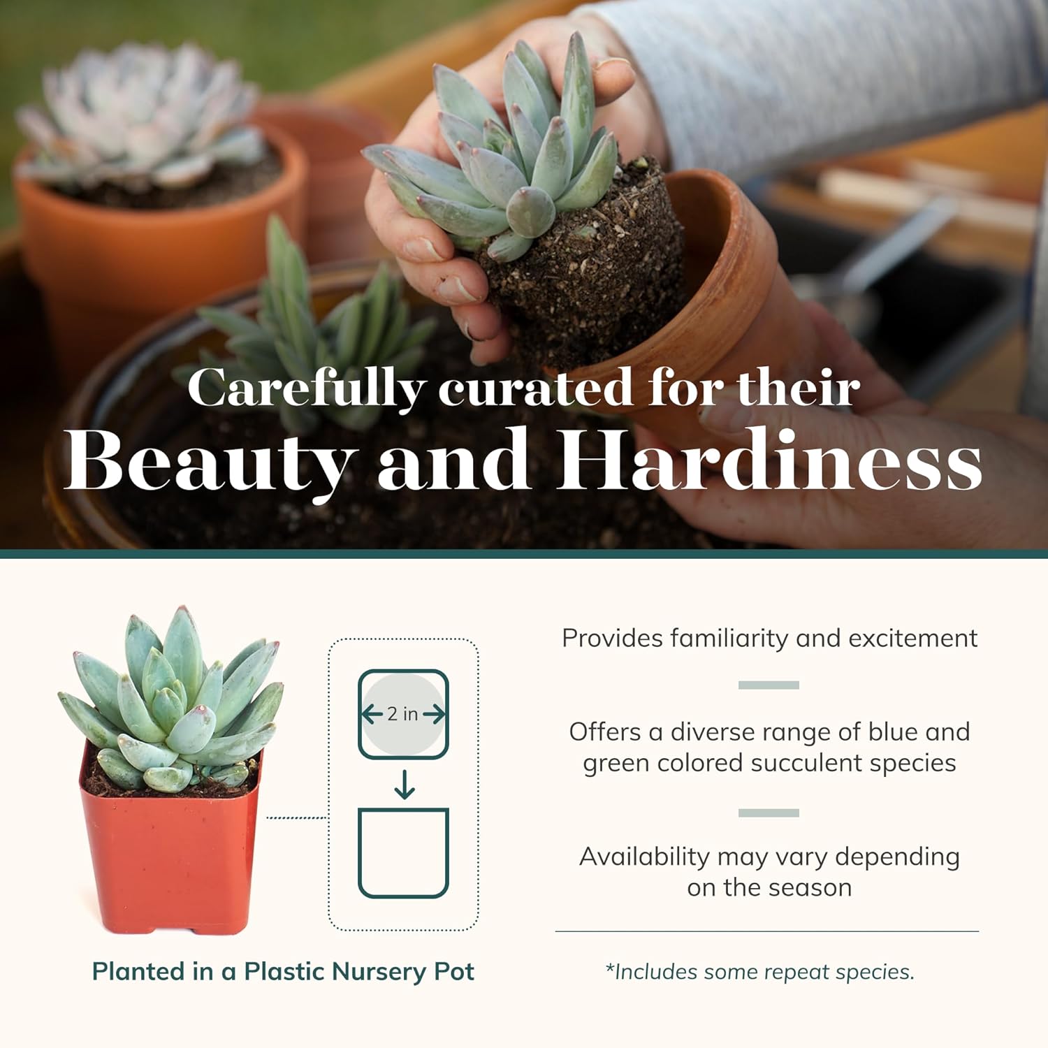 Shop Succulents Colección de plantas suculentas azules y verdes, mini plantas suculentas vivas, bajo mantenimiento, mezcla de texturas, recuerdos de
