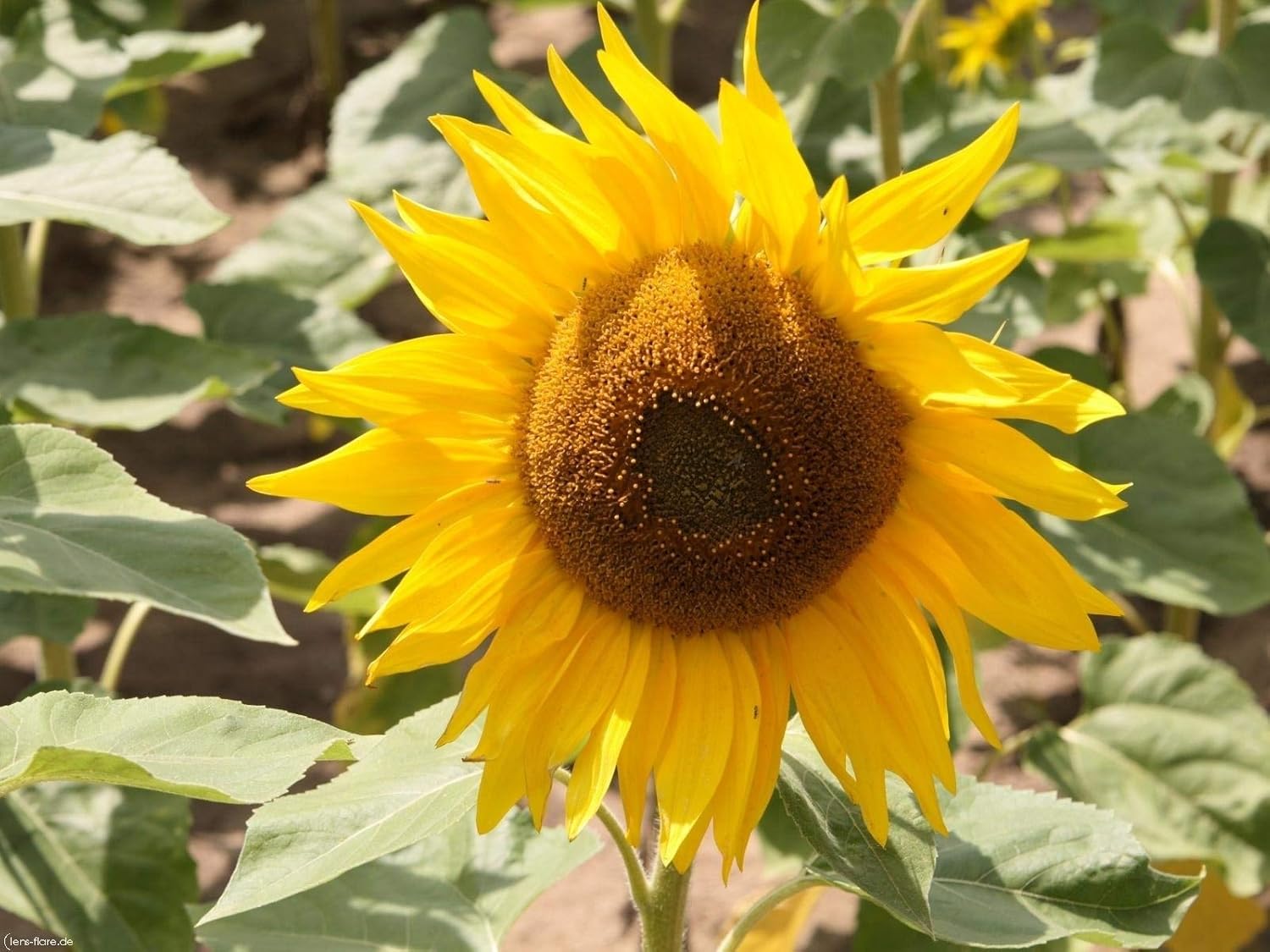 CEMEHA SEEDS – Flores anuales de titanes ornamentales gigantes de girasol amarillo para plantar