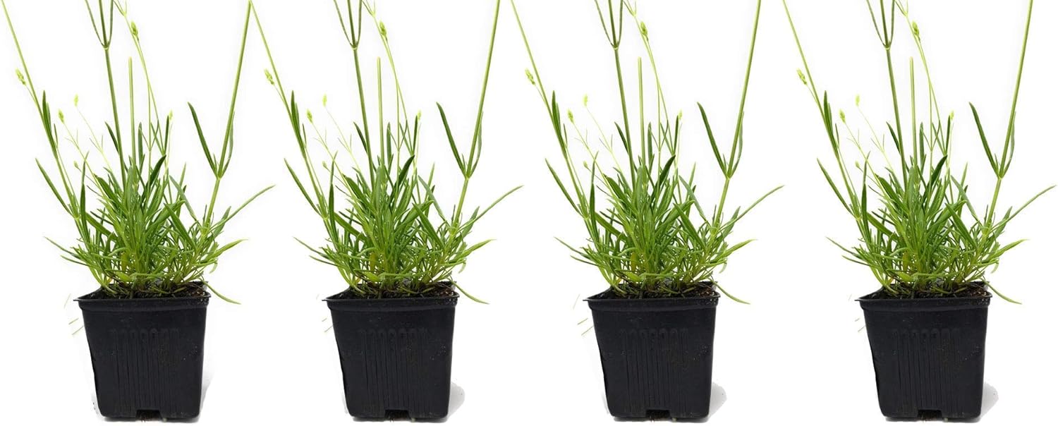 L+ Planta viva de lavanda, Lavandula x Intermedia ‘Provence’, fragante, ideal para jardinería (4 plantas vivas)