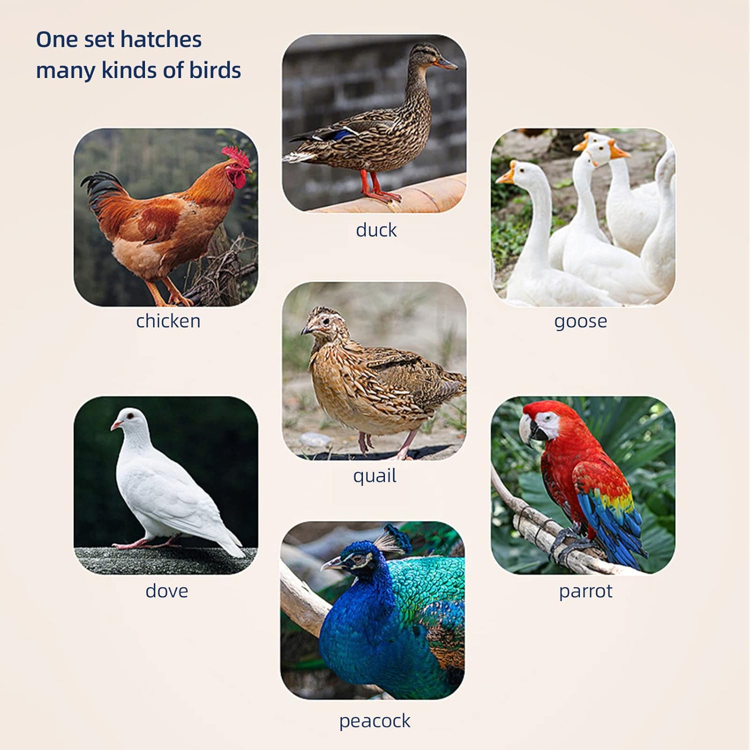 12 incubadoras de huevos para pollos, incubadora automática para incubación de huevos, máquina de criar pollo con giro automático de huevos, adición