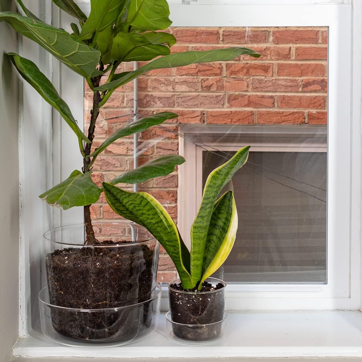 Maceta de cristal transparente con agujeros de drenaje y bandeja, decorativa y moderna para todas las plantas de casa (4 pulgadas)
