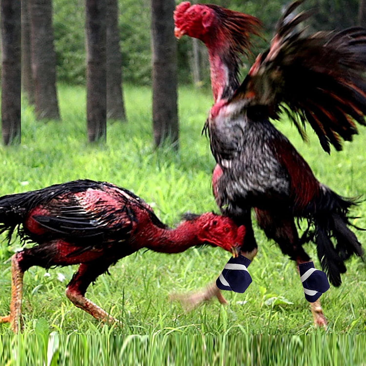 Arlina Arilaca Gamefowl – Suministros de gallo, suministros para pollos para el cuidado de las aves de corral, protección de combate azul (4 pecs)