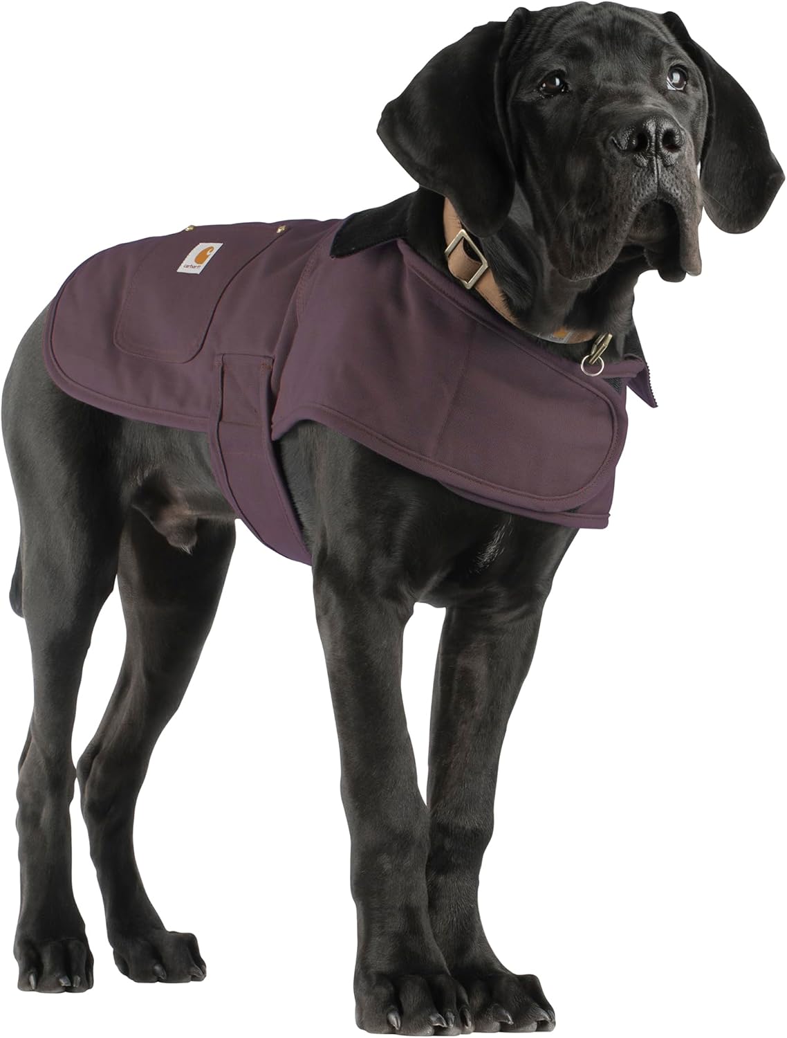 Carhartt Abrigo de perro aislado de pato firme, vino profundo, grande