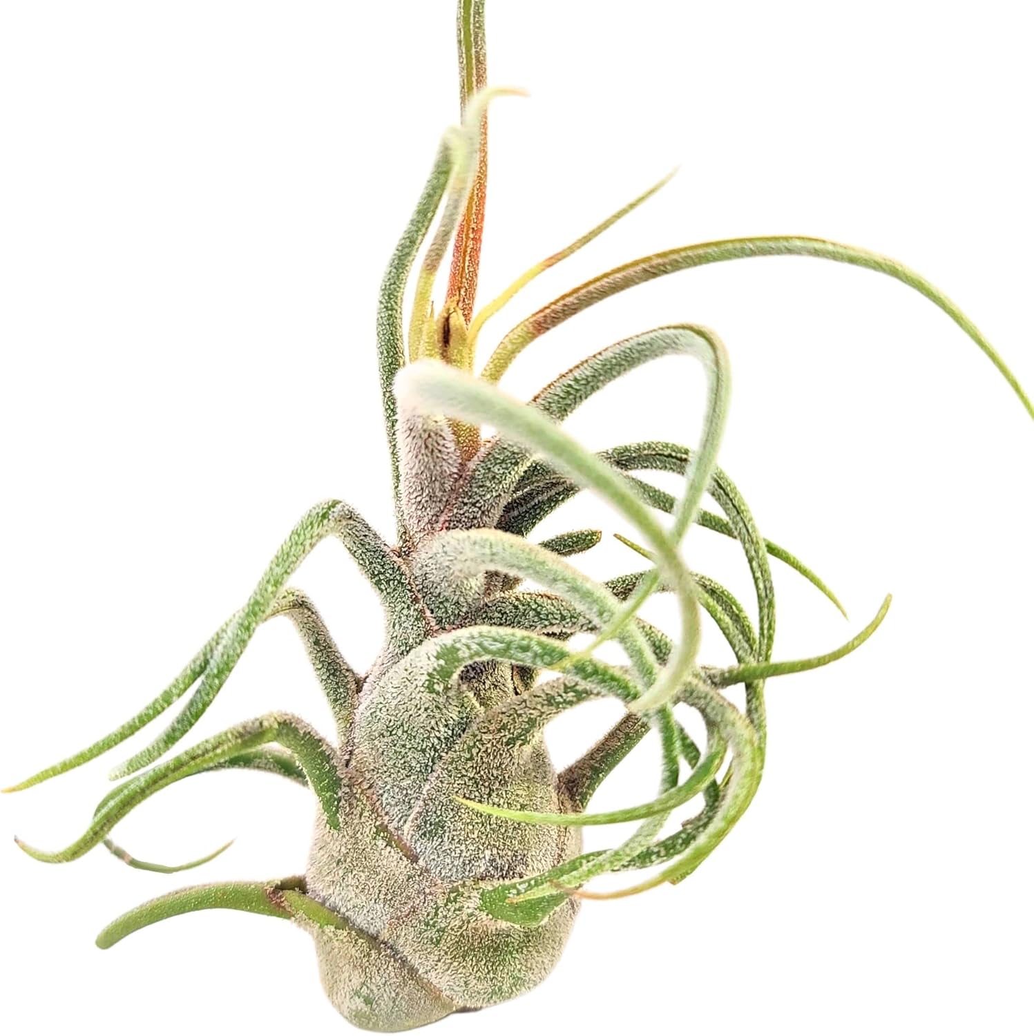 Plantas de aire vivo  3 Pruinosa  Plantas de aire de 3 a 4 pulgadas  El color y la forma varían según la temporada  Garantía de 30 días en