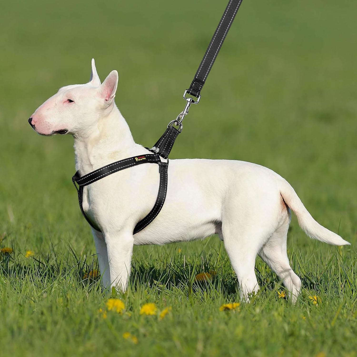 Plutus Pet Step in Arnés para perro, reflectante, ajustable y seguro con hebillas de metal, arnés para perro de fácil paseo para cachorros, perros