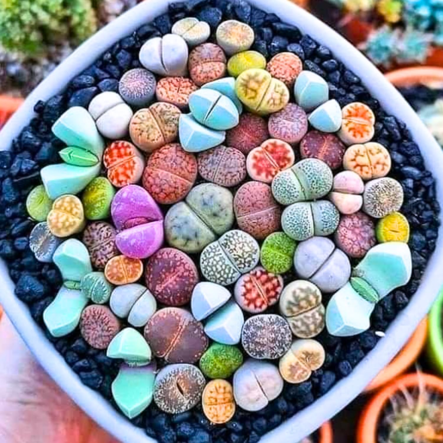Lithops – Mezcla de plantas vivas Lithop, plantas suculentas a granel, 25 piezas de piedra viva de roca suculentas, plantas vivas de gran tamaño
