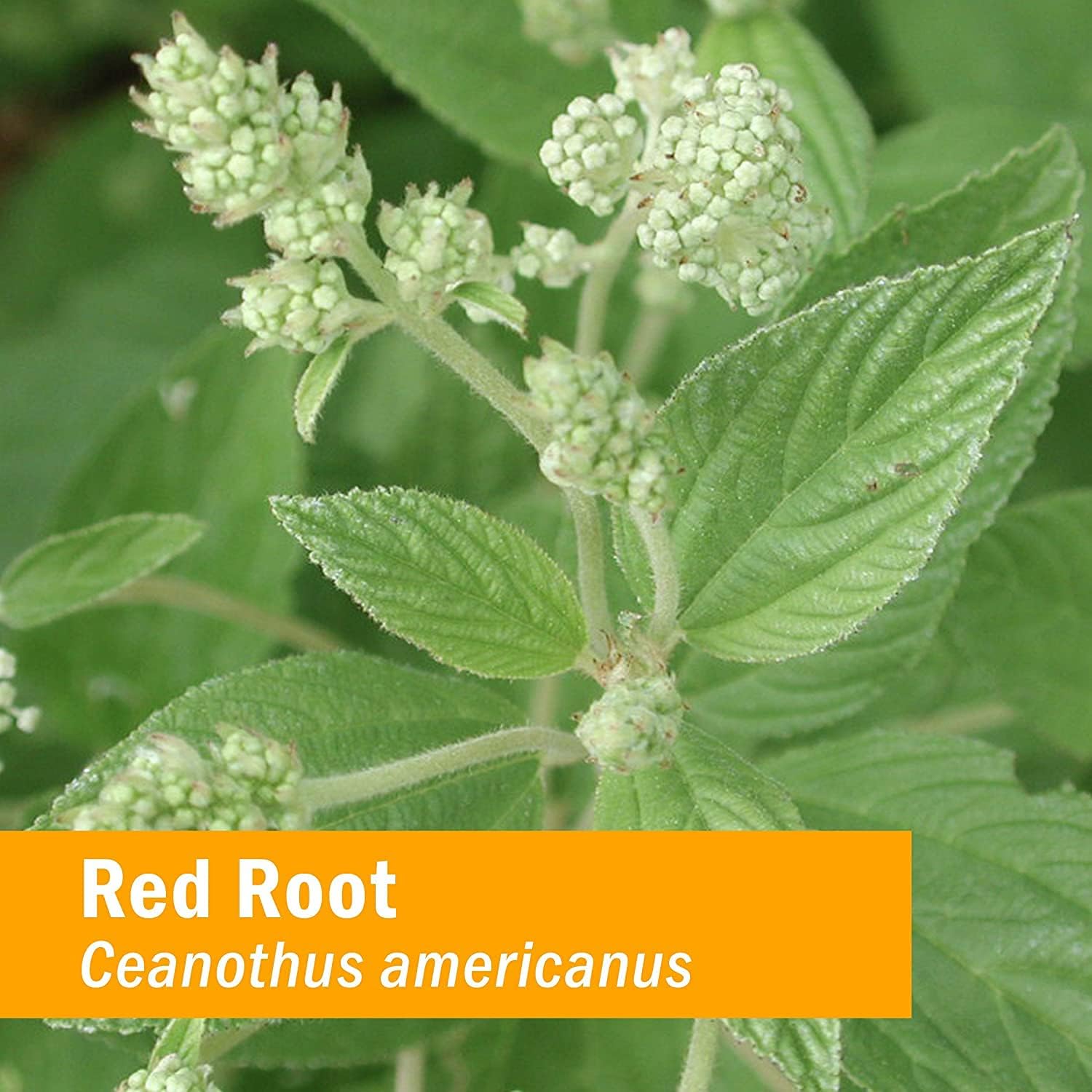 Herb Pharm Extracto líquido de raíz roja para limpieza y desintoxicación, 1 onza (DRROOT01) (paquete de 2)