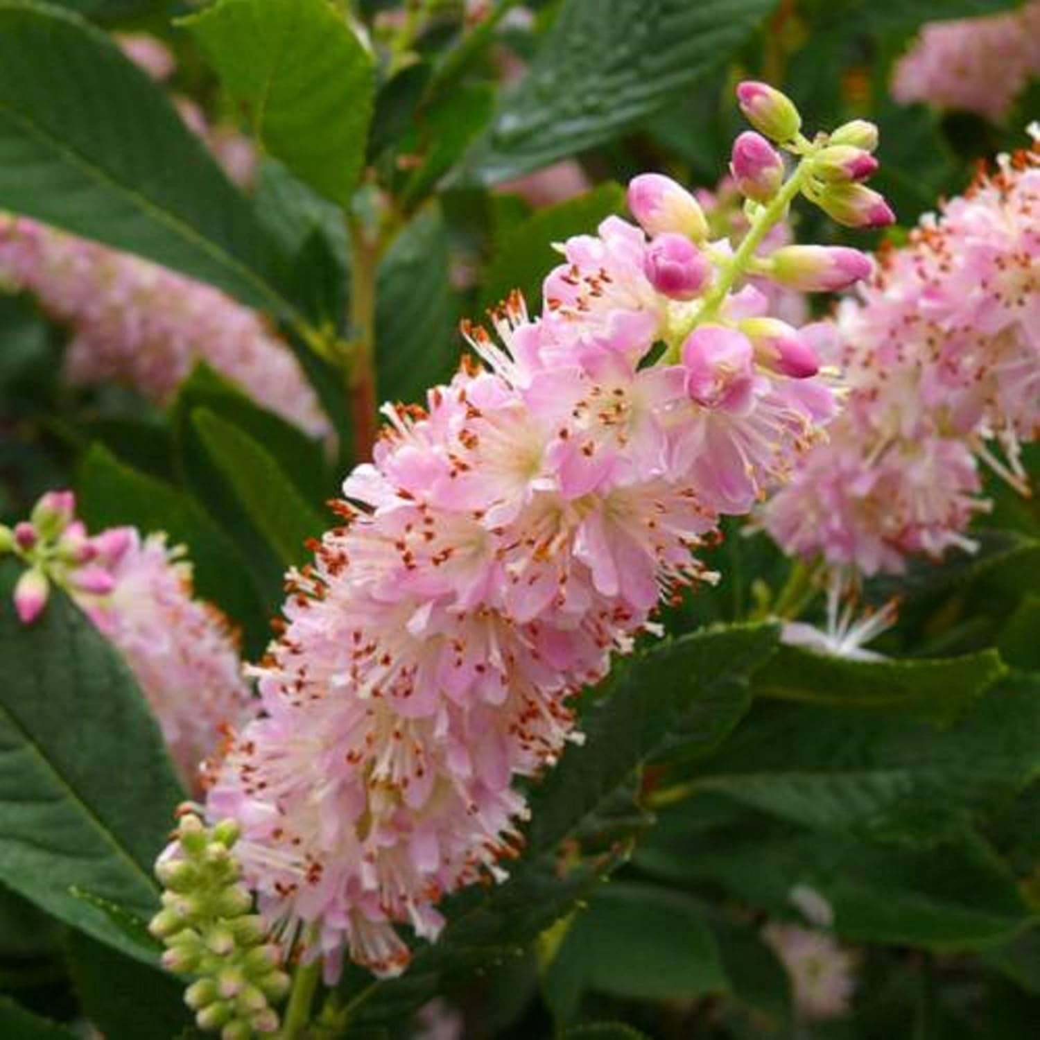 CHUXAY GARDEN Pink Clethra Alnifolia-Summersweet,Coastal Sweetpepperbush 20 semillas a las abejas y mariposas les encanta
