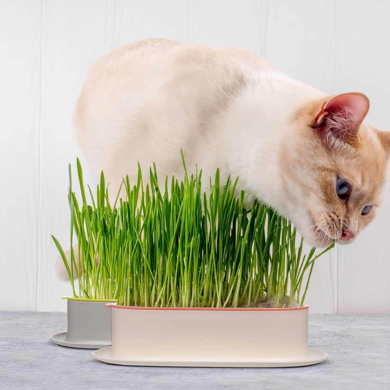 Veemoon Juego de 3 macetas de hierba para gatos, kit de cultivo hidropónico de hierba para gatos, bandeja con agujeros de drenaje, limpia, sin
