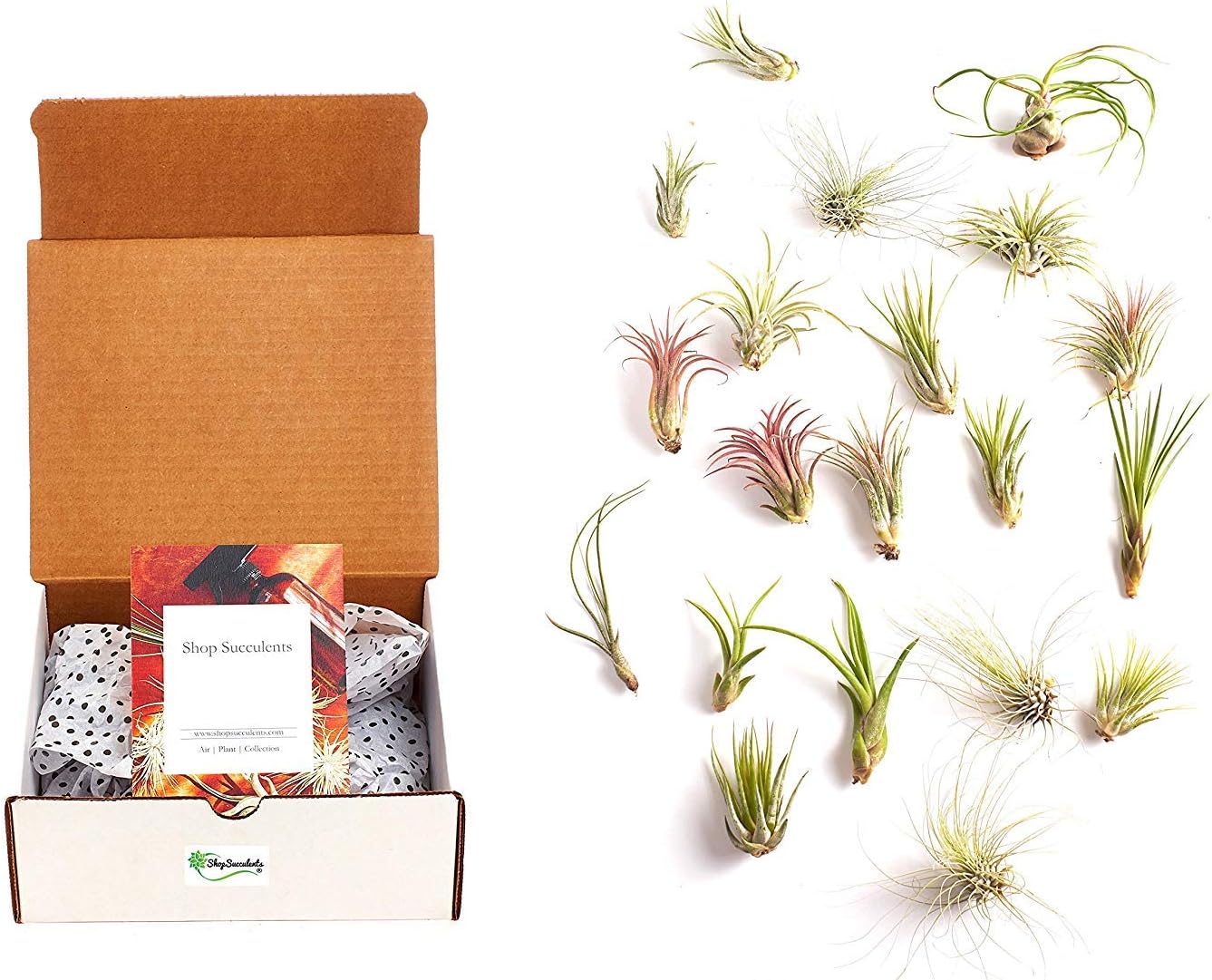 Shop Suculents – Plantas seleccionadas a mano, variedad de especies, plantas de interior tropicales para decoración del hogar y terrarios