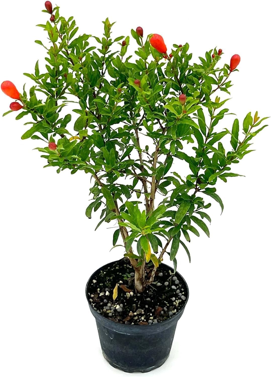 Árboles frutales vivos – Tapón de granada enana Punica Granatum de 9 a 12 pulgadas de alto – 1 ct – Color cuando florece rojo, bonsái – Llegada viva