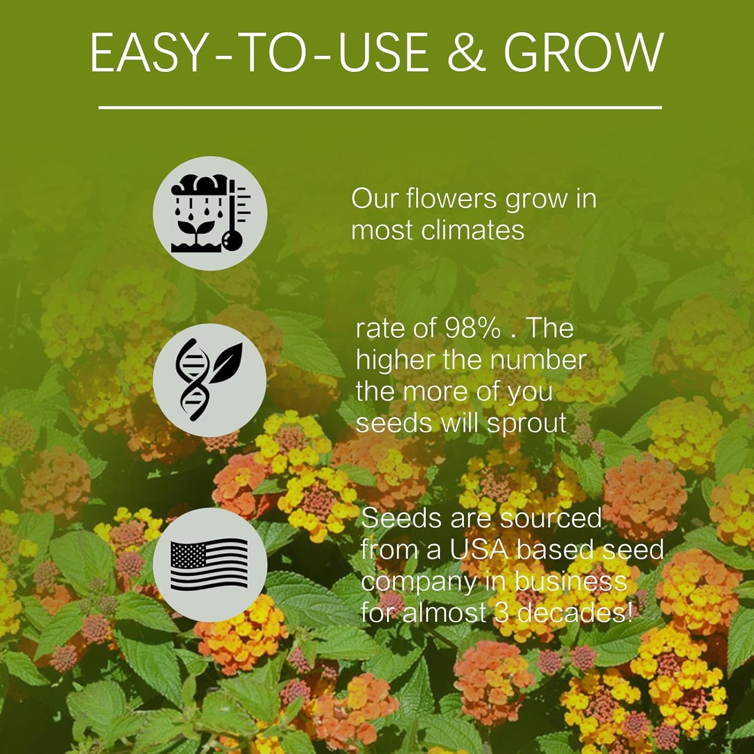 Más de 250 semillas perennes de Lantana coloridas para plantar al aire libre, semillas de flores de Lantana Camara