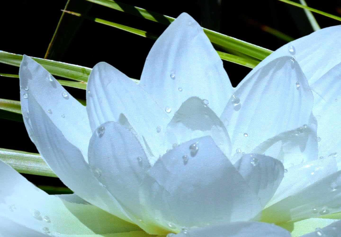 artgeist Lienzo decorativo para pared, diseño de flores, nenúfares de 47 x 16 pulgadas, 1 unidad, decoración del hogar, cuadro estirado enmarcado,