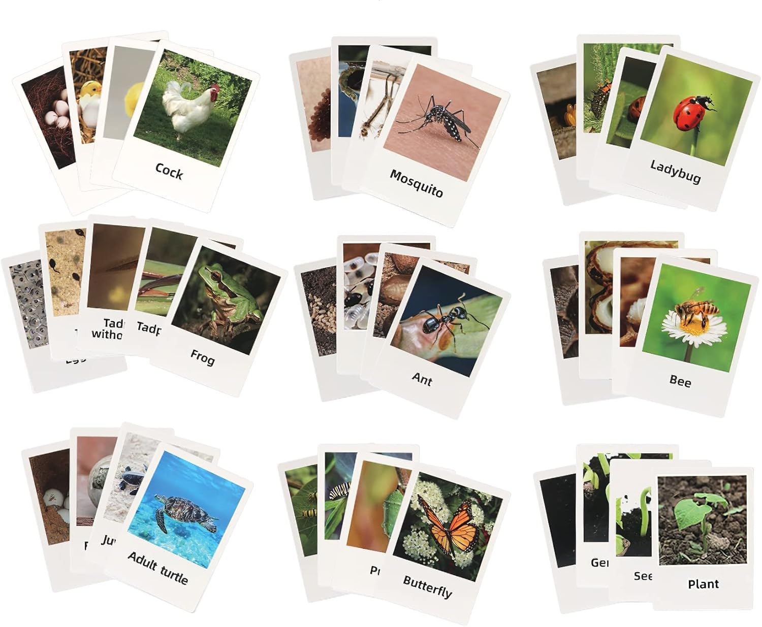 Ciclo de vida de abeja Montessori con tarjetas flash, figuras de animales realistas, juego educativo de animales a juego para niños pequeños de 3