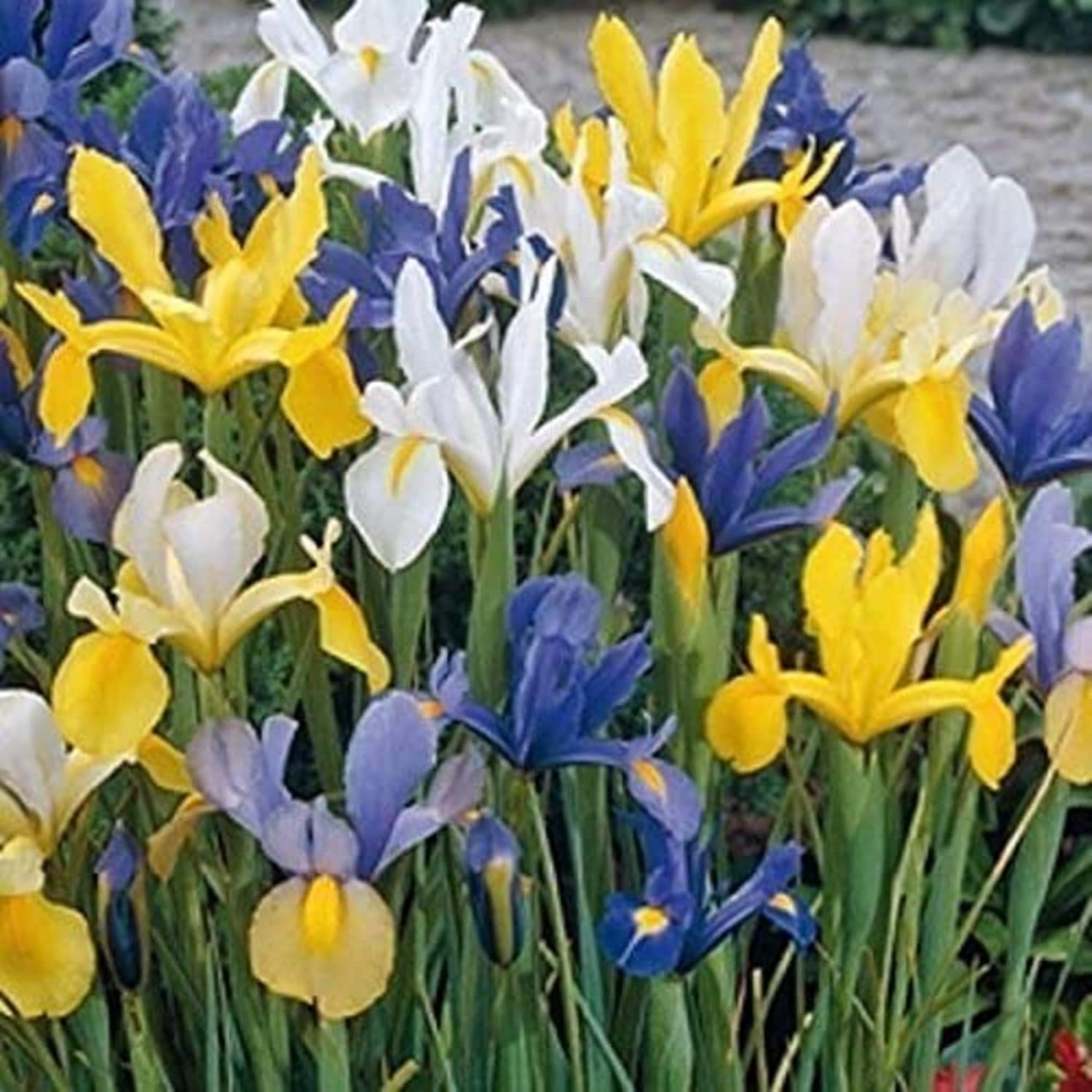 CHUXAY GARDEN Mix Iris Hollandica, semillas de iris holandés, flor de lis, 25 semillas de flores blancas, amarillas, azules, encantadoras, plantas