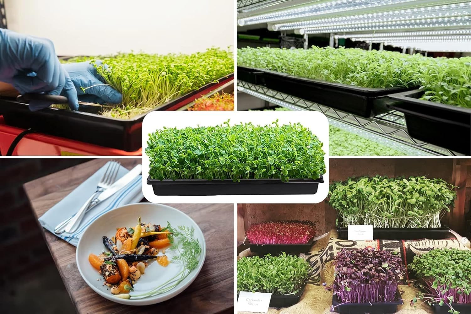 BeGrit 1010 Bandeja sin agujeros Bandeja de cultivo Bandeja de drenaje Bandeja de drenaje Microgreens 10-Pack Verde