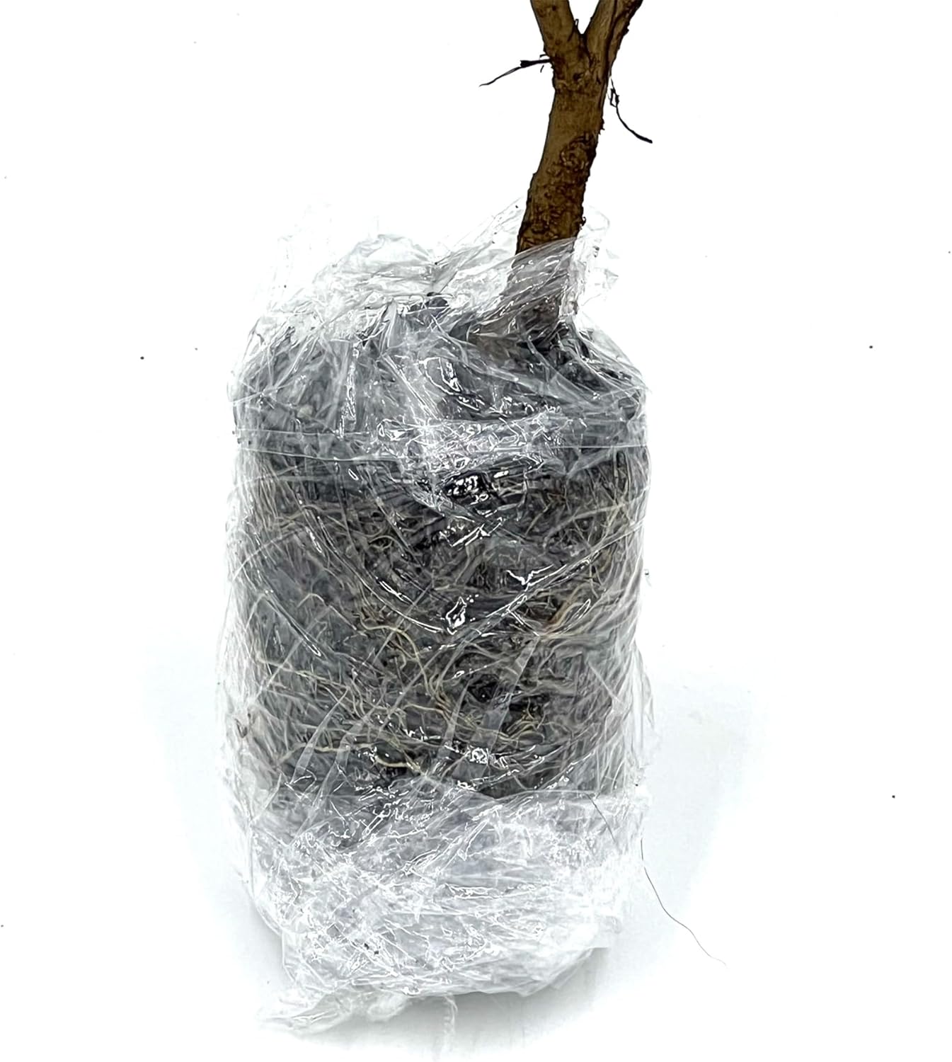 Árboles frutales vivos – Tapón de granada enana Punica Granatum de 9 a 12 pulgadas de alto – 1 ct – Color cuando florece rojo, bonsái – Llegada viva