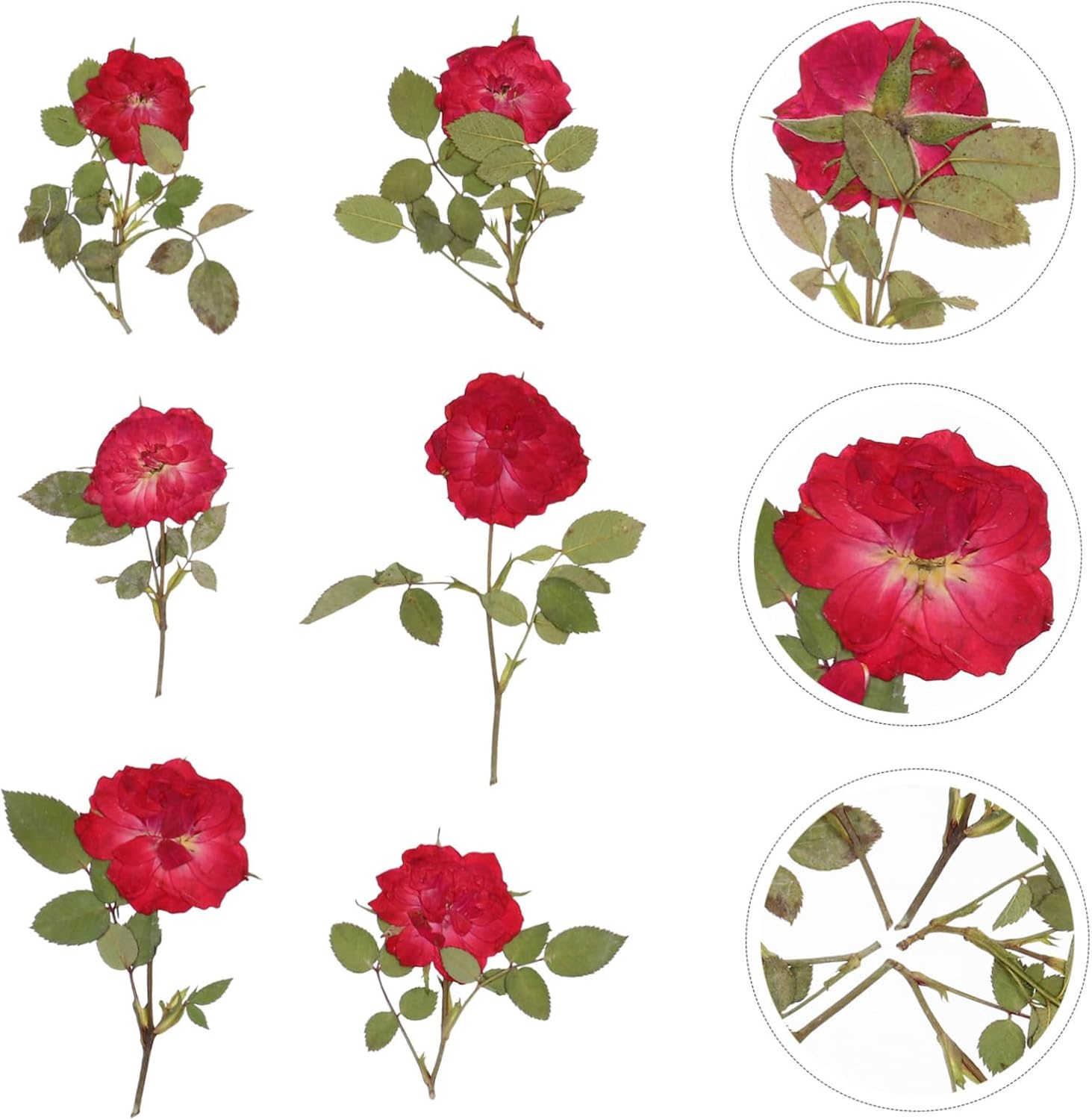 EXCEART 1 juego de flores secas, hojas prensadas secas, tallo de pino prensado real para decorar hojas secas para hacer velas, decoración de