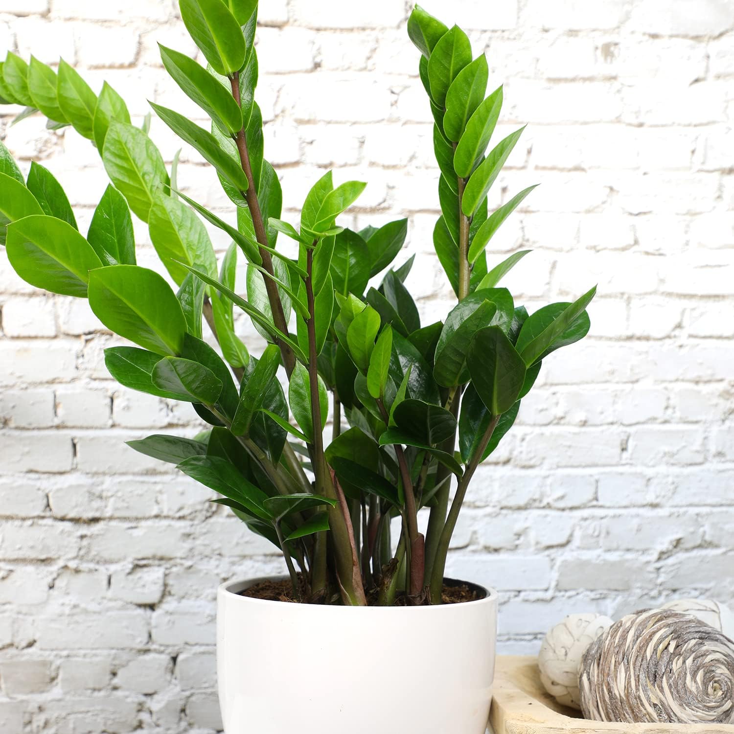 Zamioculcas Zamiifolia de 6 pulgadas, plantas ZZ vivas para interiores, plantas de interior vivas para interiores, plantas de interior vivas,