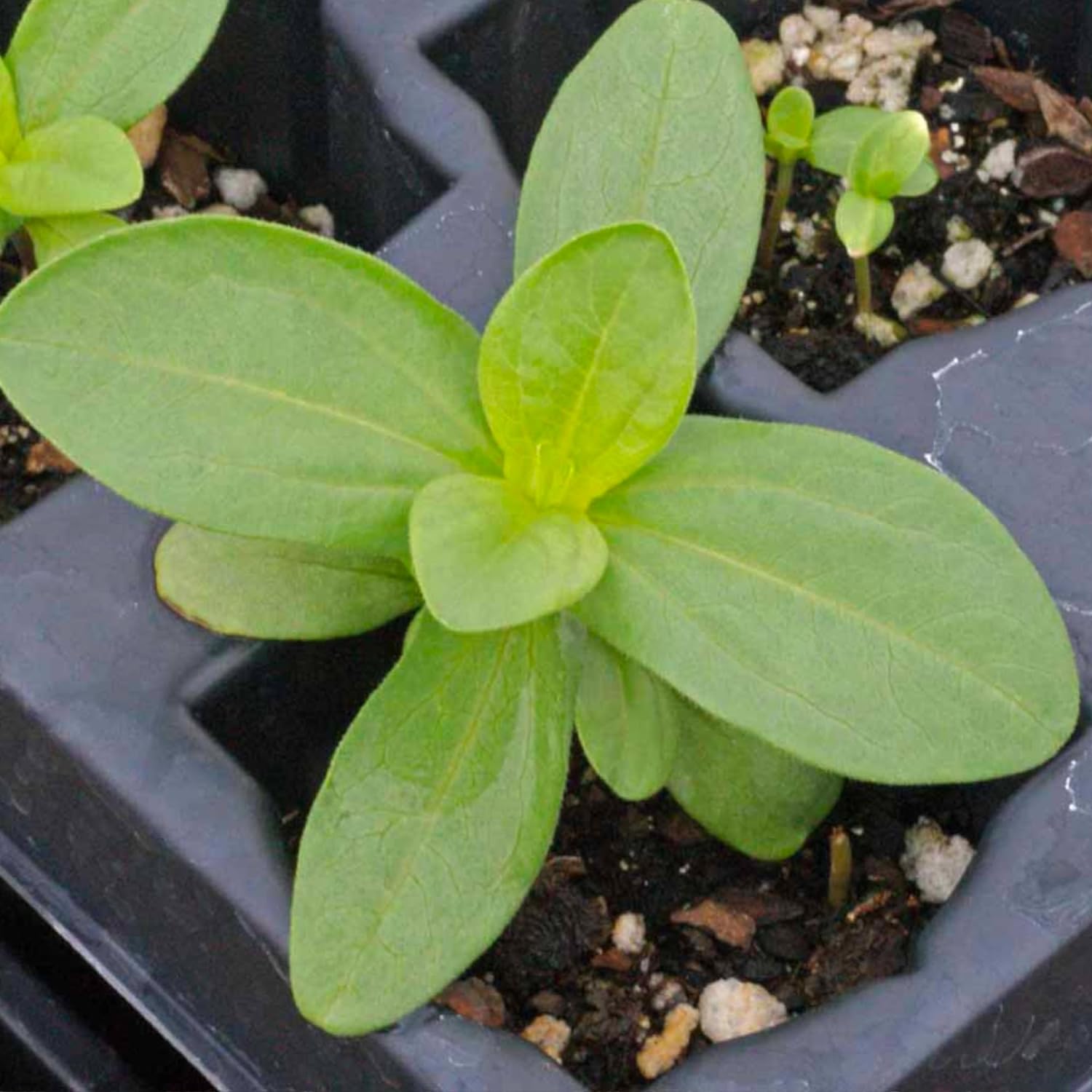 Seed Needs, Thumbelina – Semillas de zinnia – 250 semillas tradicionales para plantar Zinnia elegans – Mezcla de colores para un jardín de