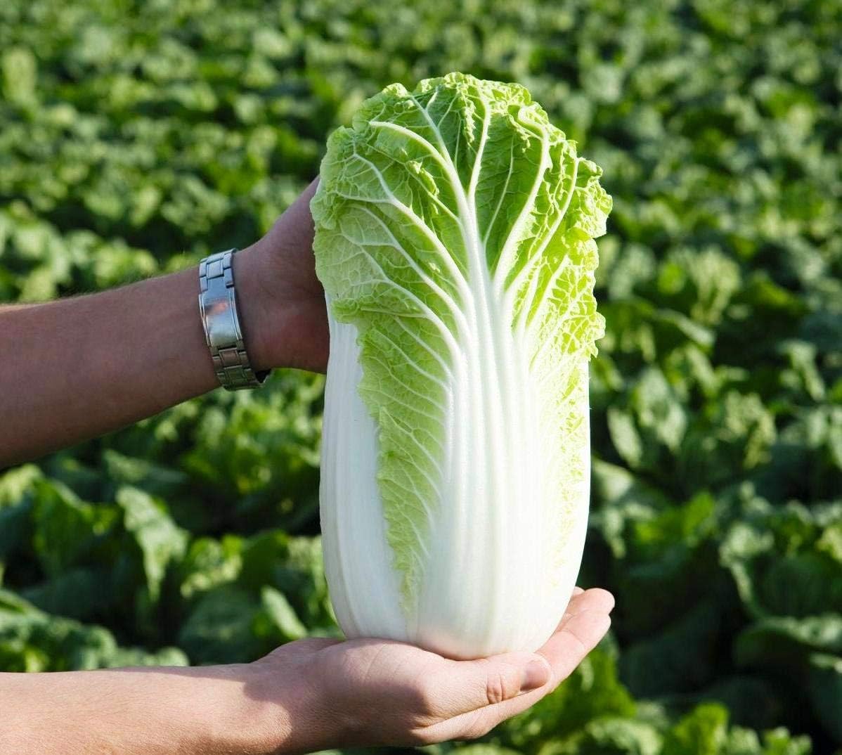 Semillas Verduras Pekín Col China Michelle Green – 100 Semillas