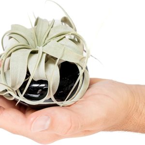 Air Plant Shop Jardín de platos en miniatura con plántulas de Tillandsia Xerographica – Venta al por mayor y a granel – Suculentas – Tillandsia viva Air Plant Shop Jardín de platos en miniatura con plántulas de Tillandsia Xerographica – Venta al por mayor y a granel – Suculentas – Tillandsia viva