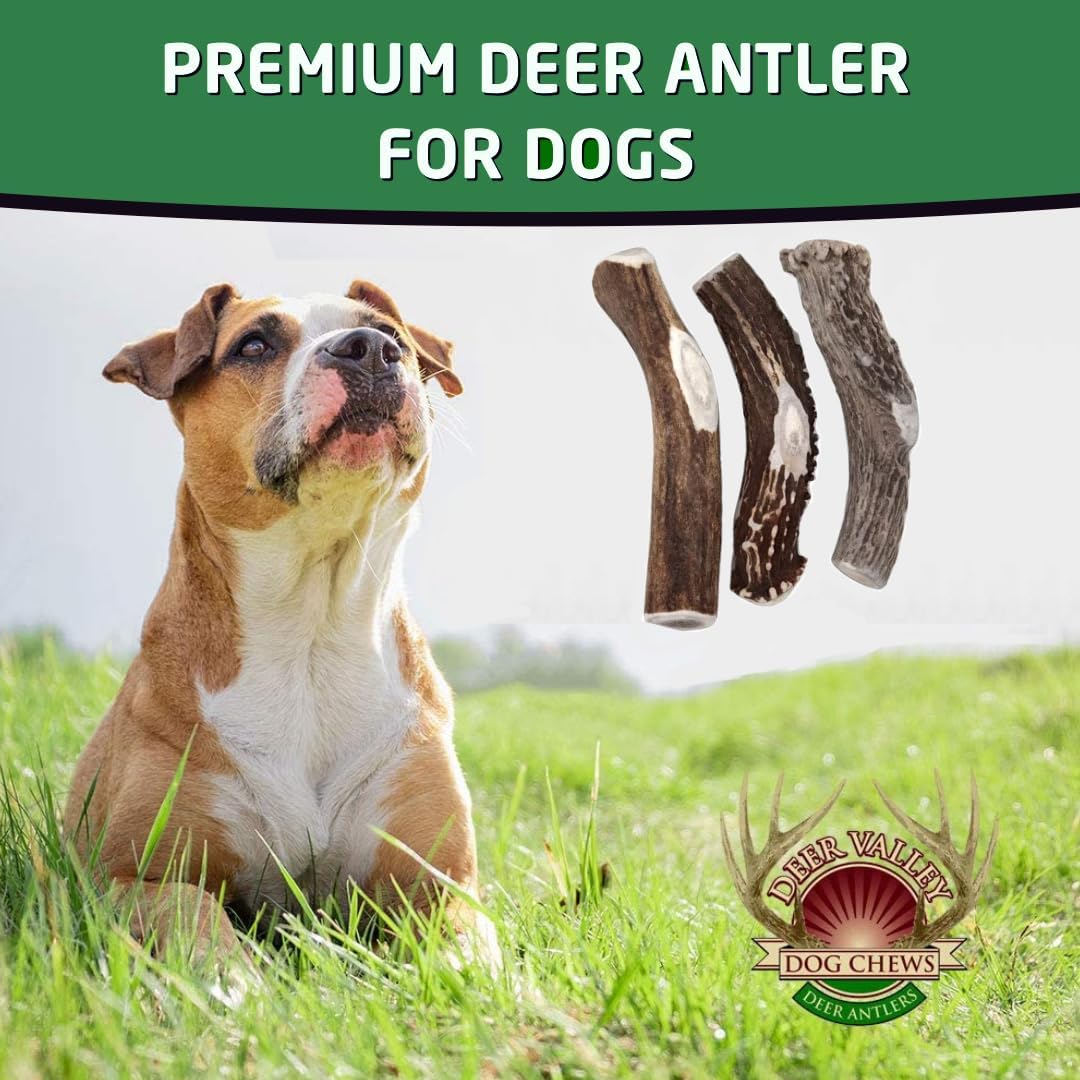Deer Valley – Masticables para perros (individual gigante, de 8 a 10 pulgadas), cornamenta de ciervo de origen sostenible para razas extra grandes,