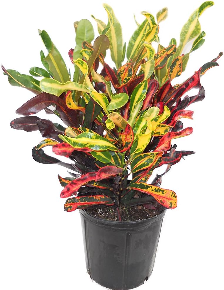 American Plant Exchange Live Mammy Croton Plant, maceta para decoración del hogar y jardín, maceta de 10 pulgadas