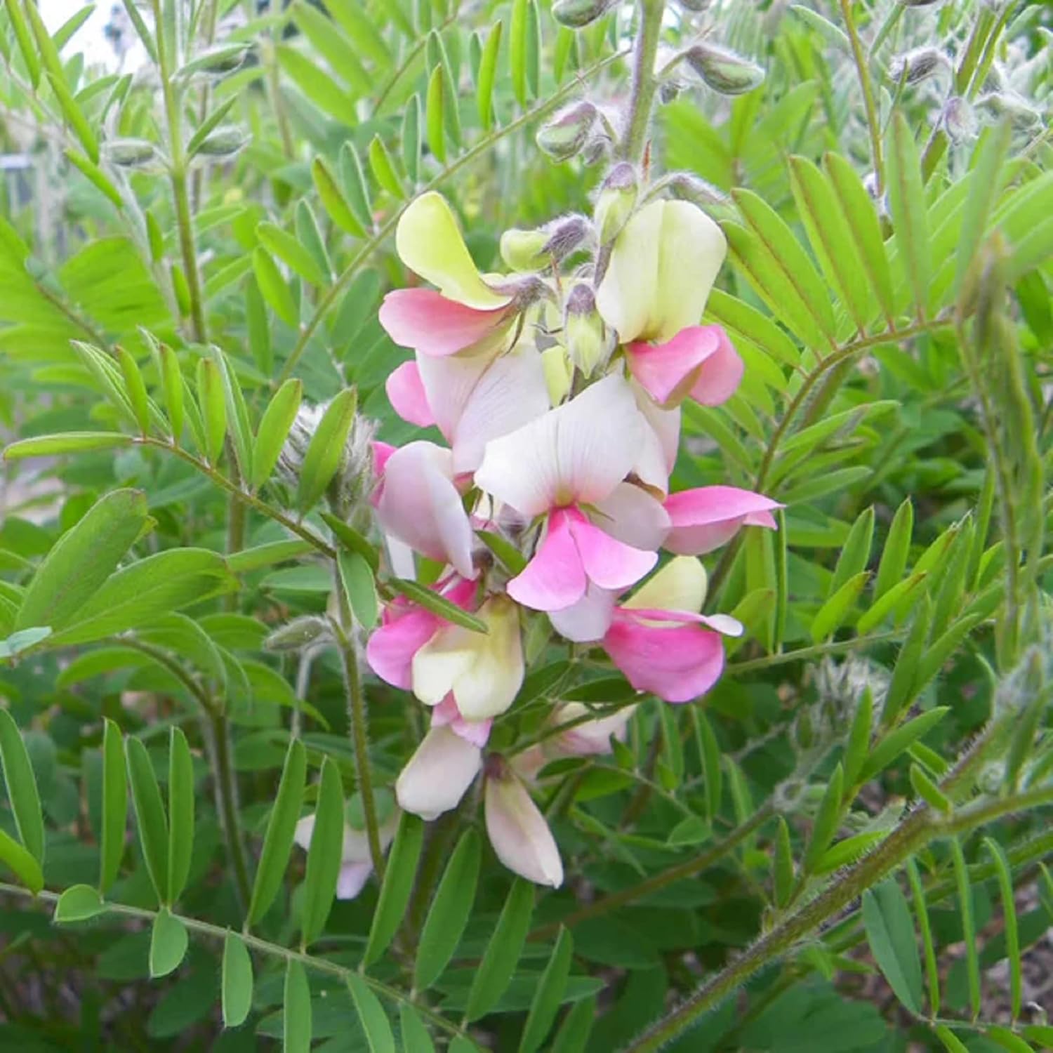 CHUXAY GARDEN 30 semillas Tephrosia Virginiana, Goat-rue, Goat’s rue, Catgut, Rabbit Pea, Virginia Tephrosia Perenne Dicot Aspecto plateado Plantas
