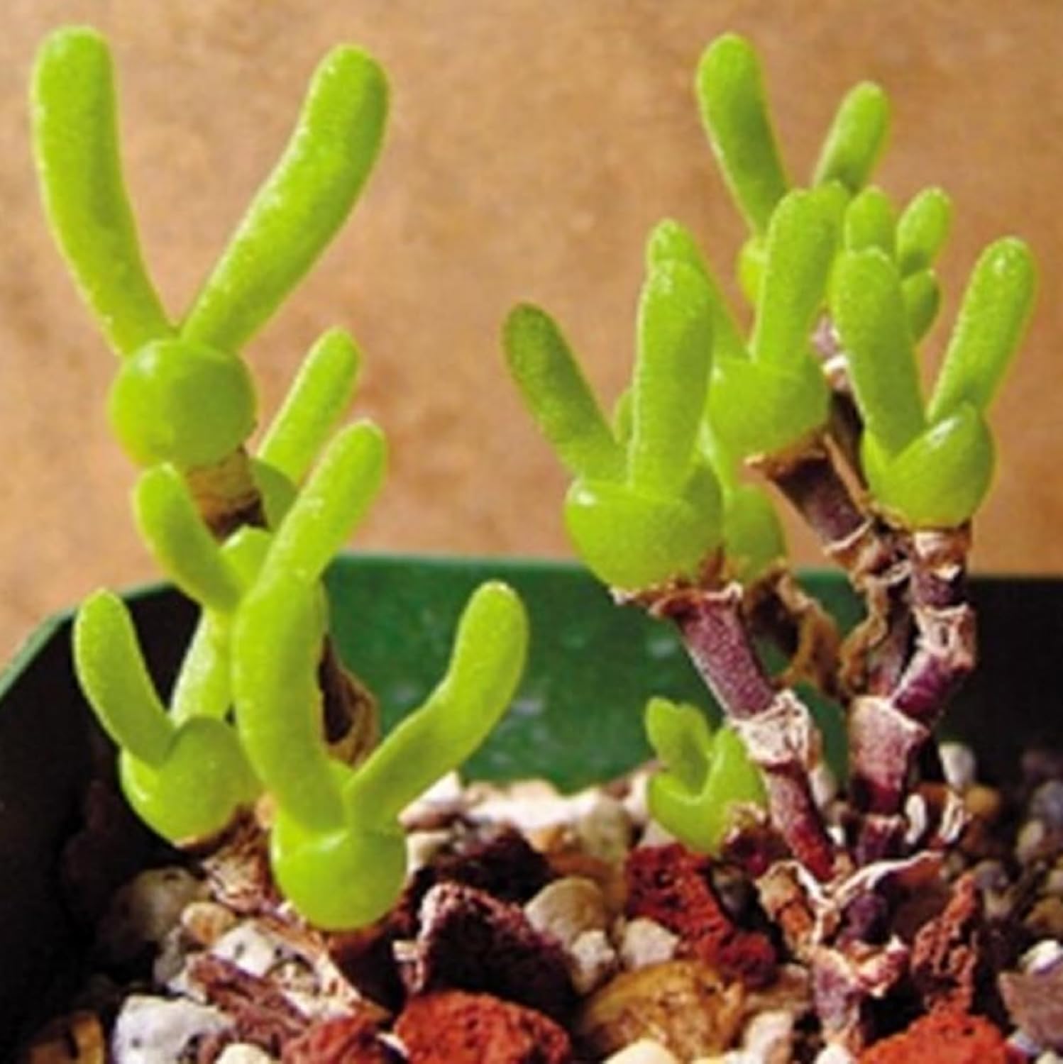 CHUXAY GARDEN Monilaria Obconica Semillas 70 Semillas Conejito Suculenta Forma Rara Contenedor Ornamental Gran Bonsái de Escritorio
