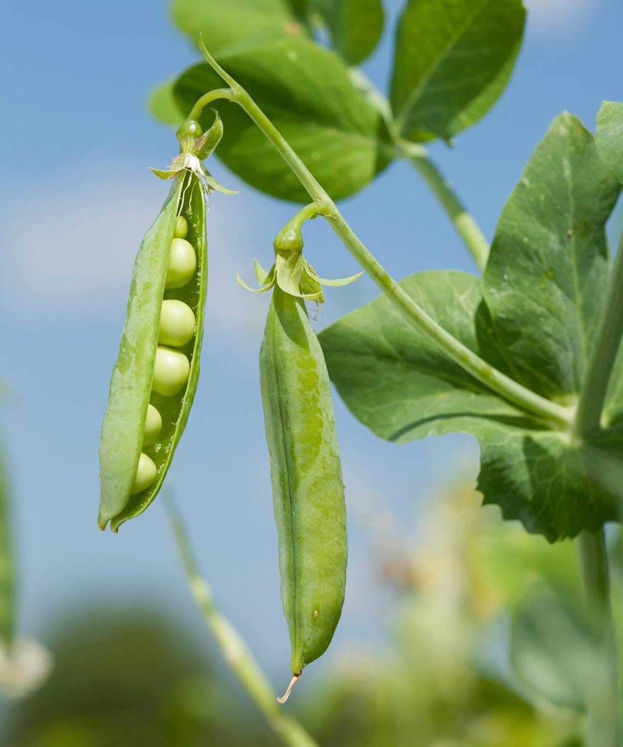Perfection Semillas de guisantes de jardín de semillas oscuras para plantar, más de 50 semillas tradicionales por paquete, semillas de jardín de