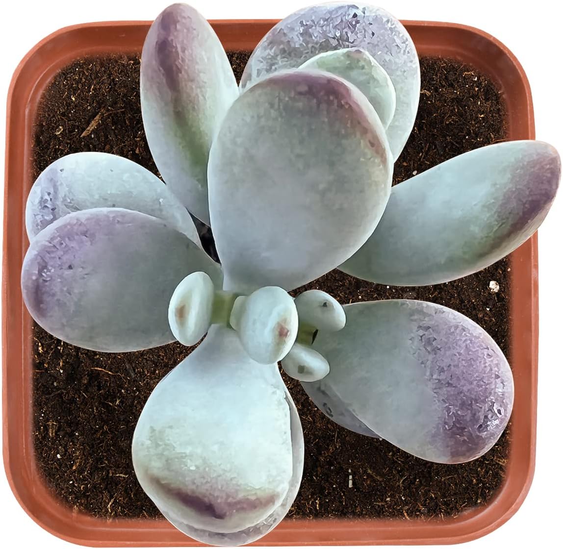 Plantas suculentas de cotiledón orbiculata cv. suculentas vivas de 2 pulgadas, totalmente enraizadas en macetas con tierra, mini planta de casa para
