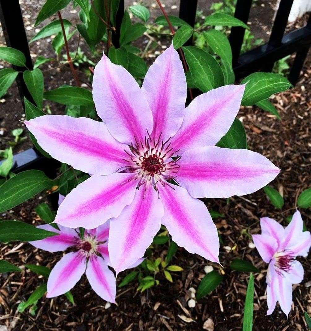 Clematis Mixed Colors 20Seeds Wonderful Blooms 20+ Semillas de vid perennes (Clematis 1)