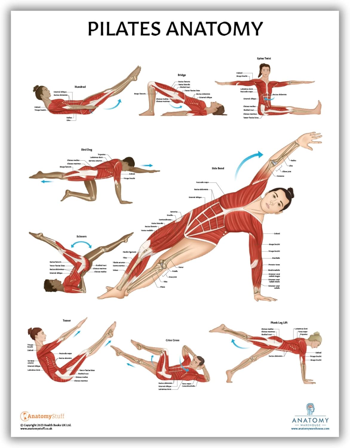 Anatomy Lab Paquete de 5 pósteres de anatomía, laminado, muscular, esquelético, yoga, estiramiento y pilates, póster de anatomía y fisiología, 17.3