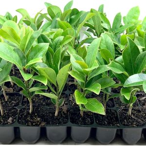 Southern Magnolia Grandiflora  10 árboles vivos  Hermosas flores fragantes de plantas de hoja perenne Southern Magnolia Grandiflora  10 árboles vivos  Hermosas flores fragantes de plantas de hoja perenne