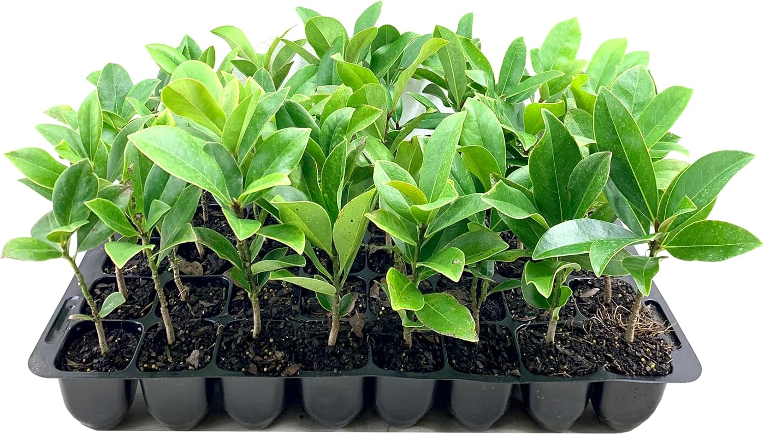 Southern Magnolia Grandiflora  10 árboles vivos  Hermosas flores fragantes de plantas de hoja perenne