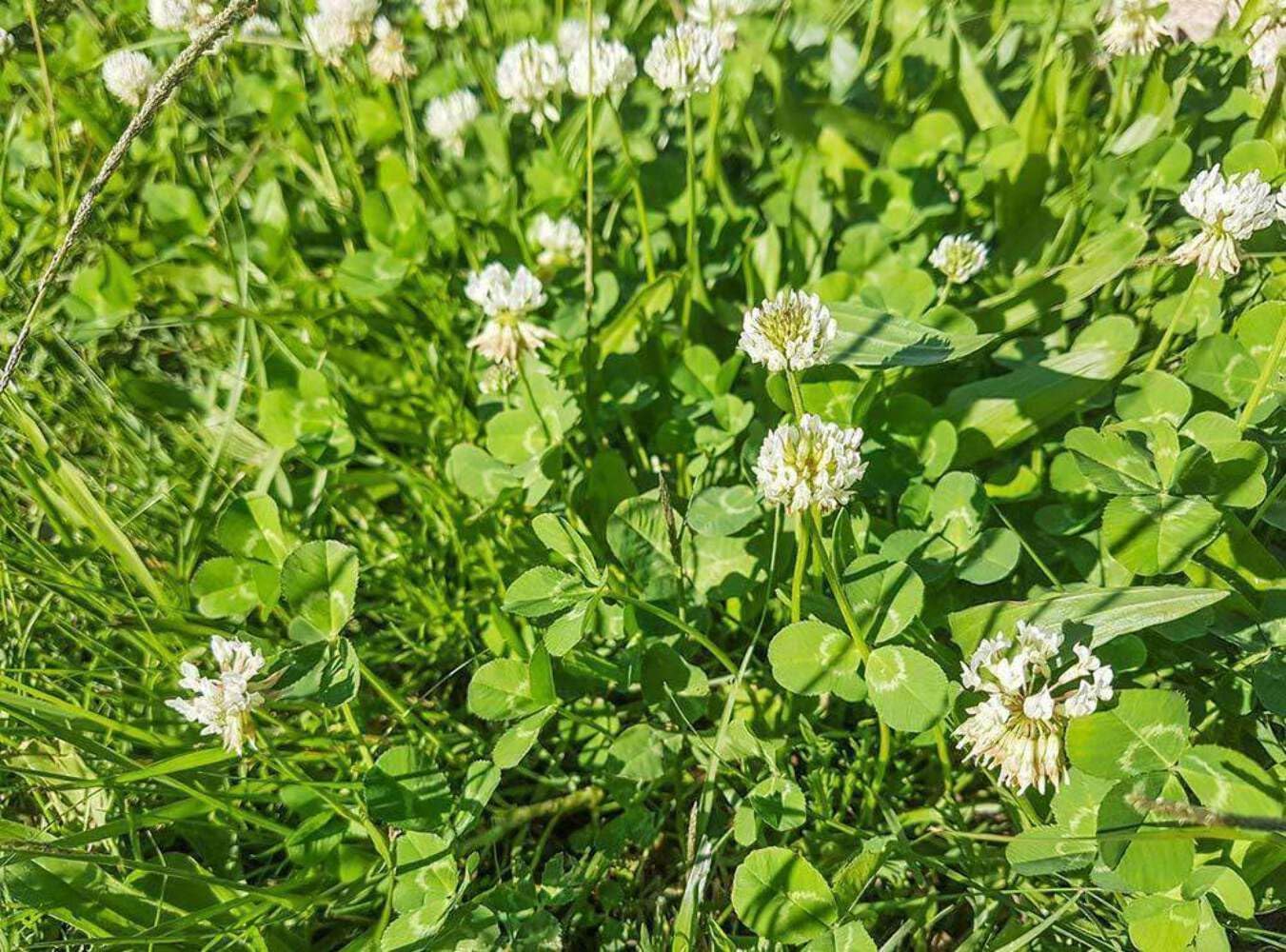 Hancock Seed Co. Ladino – Semillas de trébol crudas, 10 libras
