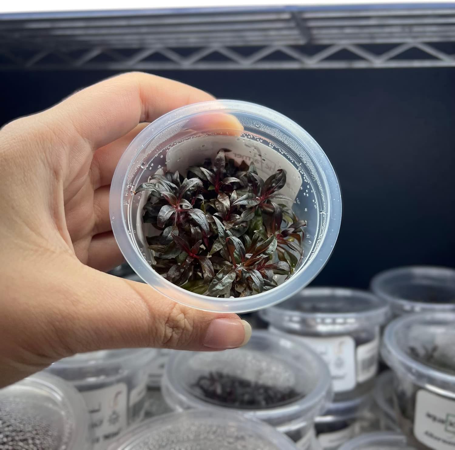 Alternanthera Reineckii ‘Mini’ Cultivo de tejido de tallo rojo acuático vivo planta acuática – 100% libre de caracoles in Vitro Cup (AR Mini)