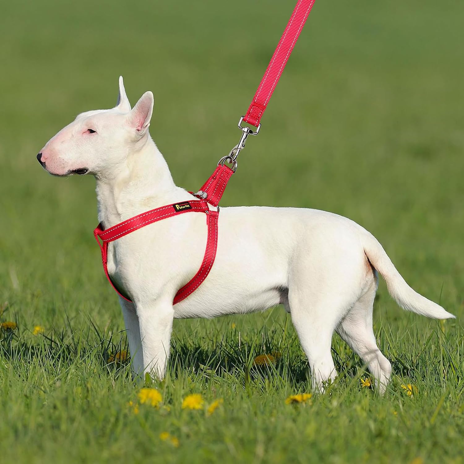 Plutus Pet Arnés para perro, reflectante, ajustable y seguro con hebillas de metal, arnés para perro de fácil paseo para cachorros, perros pequeños,