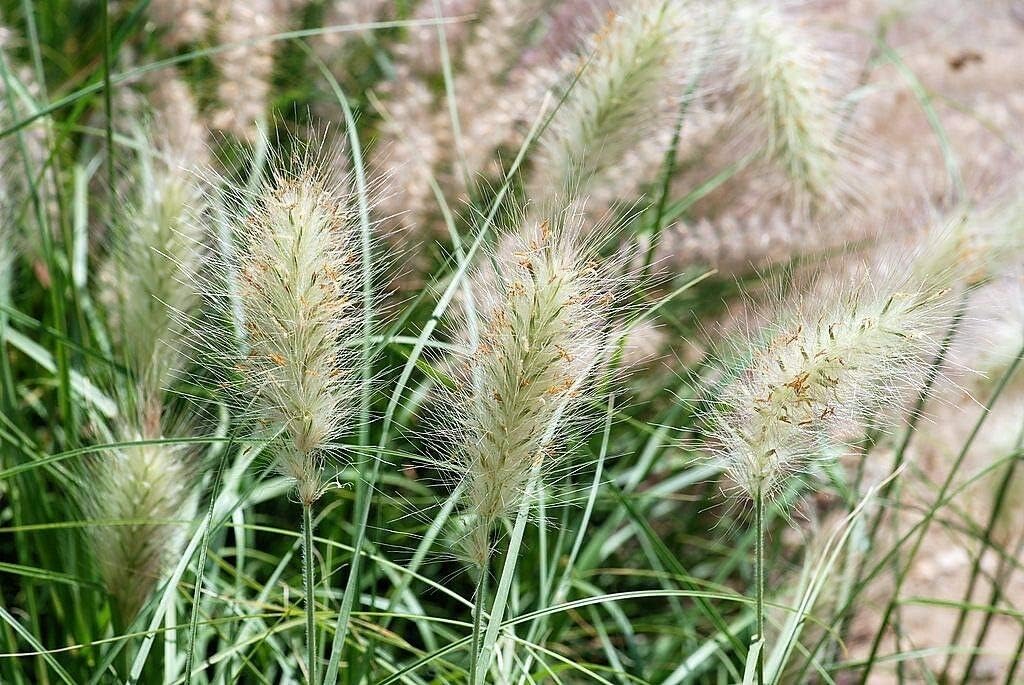30 Semillas Blanco Fuente Hierba Pennisetum Villosum Ornamental Flor Edlcy (Semillas)