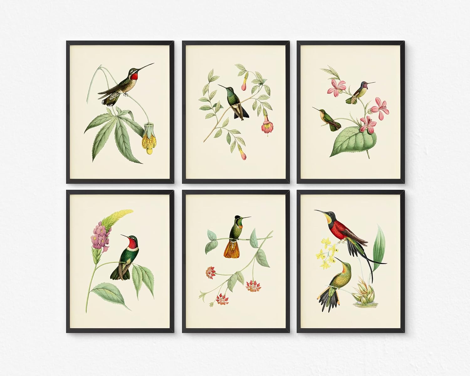 Hummingbird Art Prints – Bird Art – Botanical Wall Decor – Vintage Wall Decor- Humming Birds With Botanical Plants Pictures – Unframed (11×14)