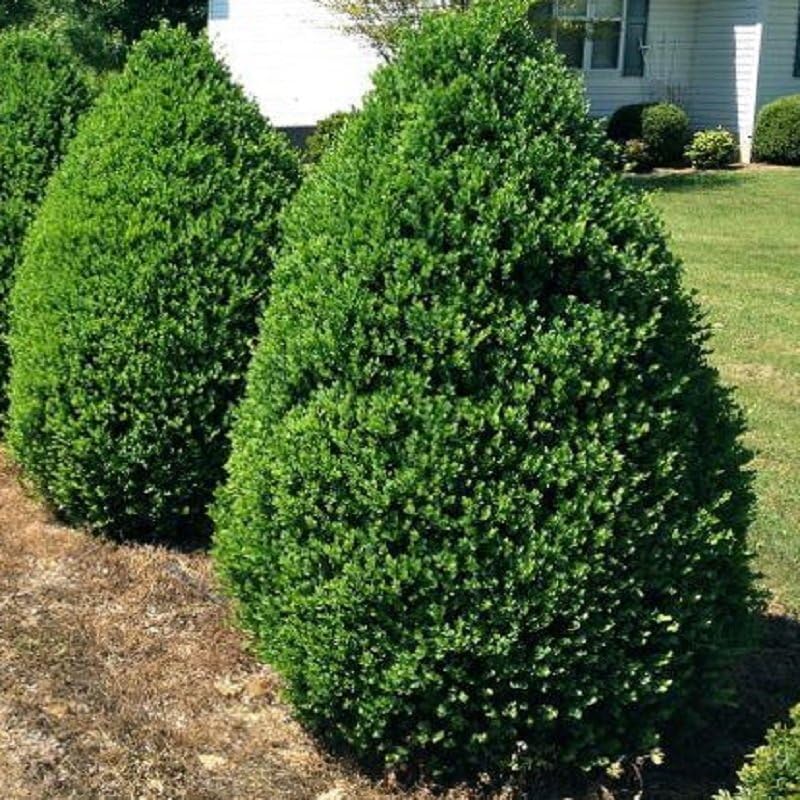 Green Mountain Boj  2 plantas vivas de tamaño galón  Elegante árbol de hoja perenne en forma de pirámide, ideal para topiario y paisajismo,