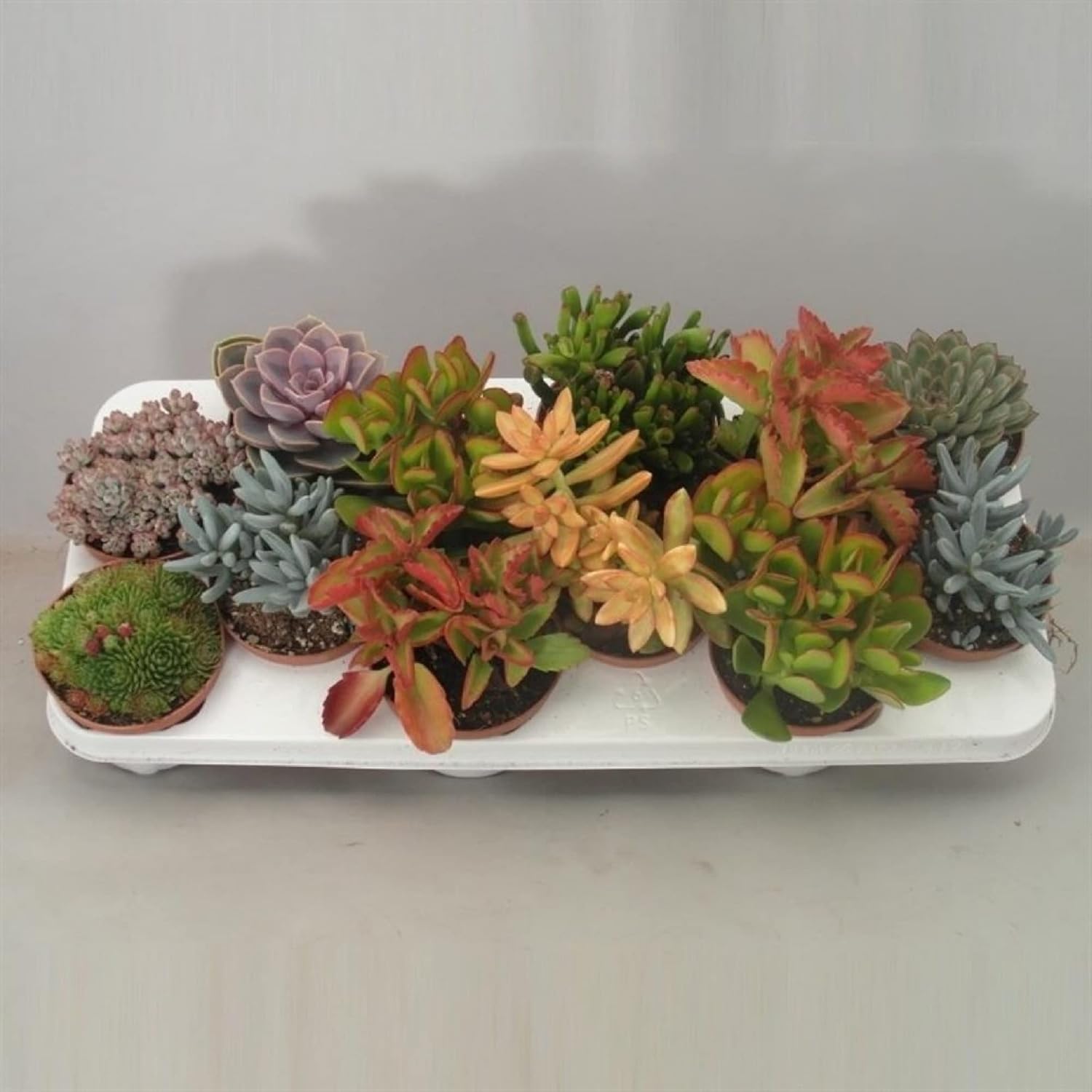 CHUXAY GARDEN Mezcla de semillas de plantas suculentas, 600 semillas que crece en solo semanas, gran bonsái de escritorio, fácil de cultivar