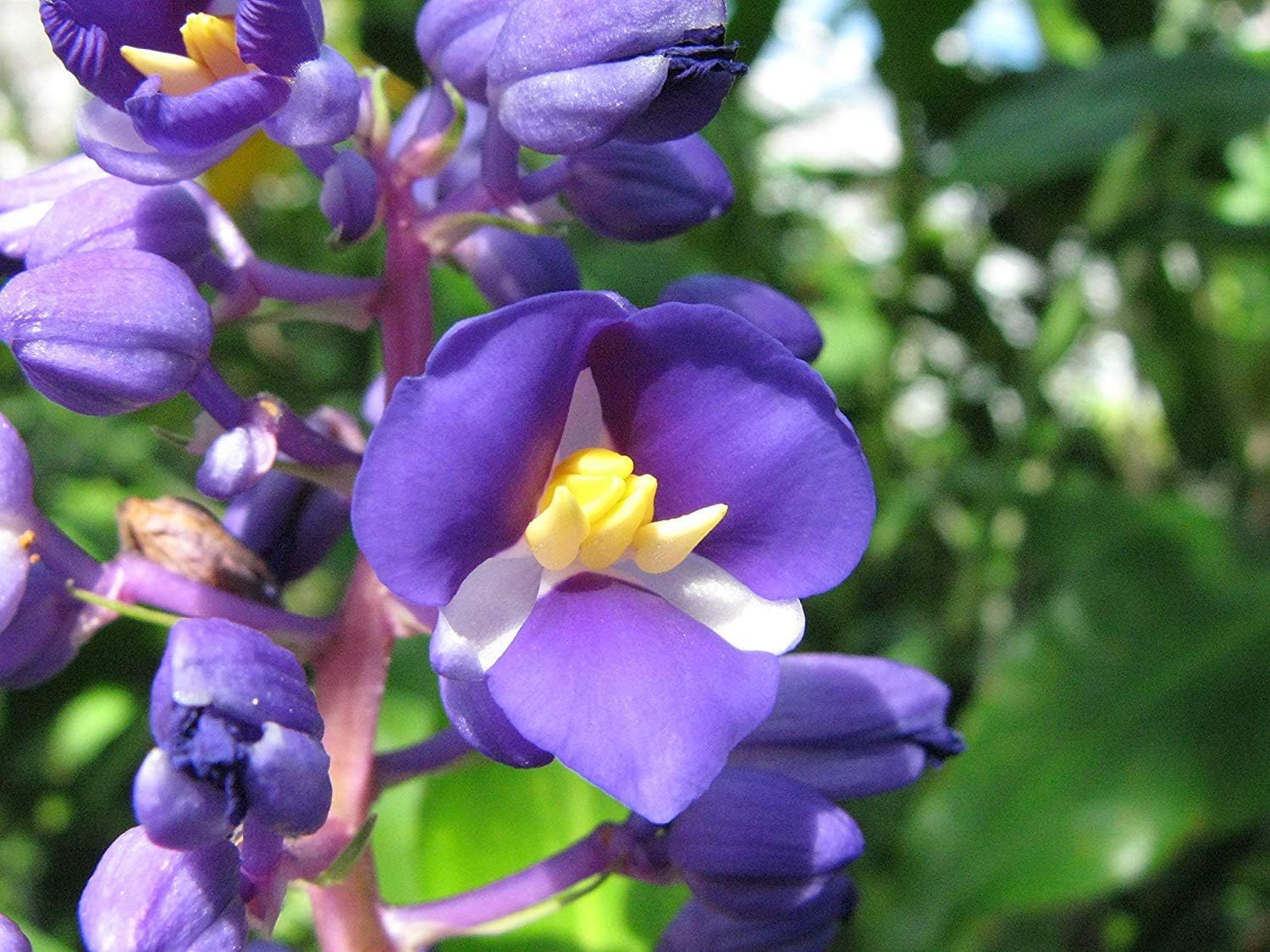 Blue Hawaiian Ginger plant Root