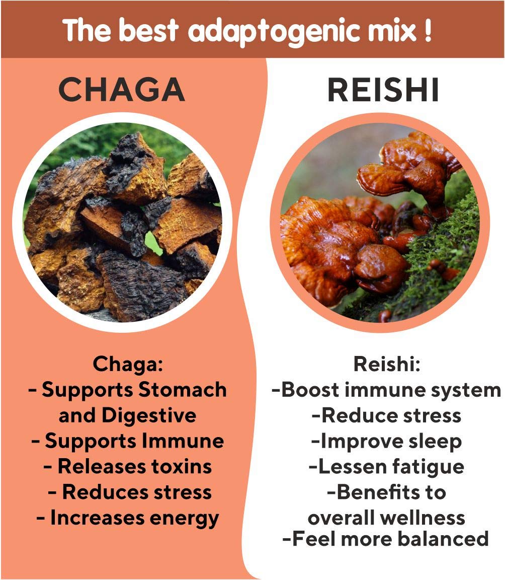 Baikal Tea Chaga Reishi Tea Wild Chaga Tea con Reishi – 30 bolsas de té sin blanquear – Suplemento de hongos Ganoderma Lingzhi con Chaga salvaje