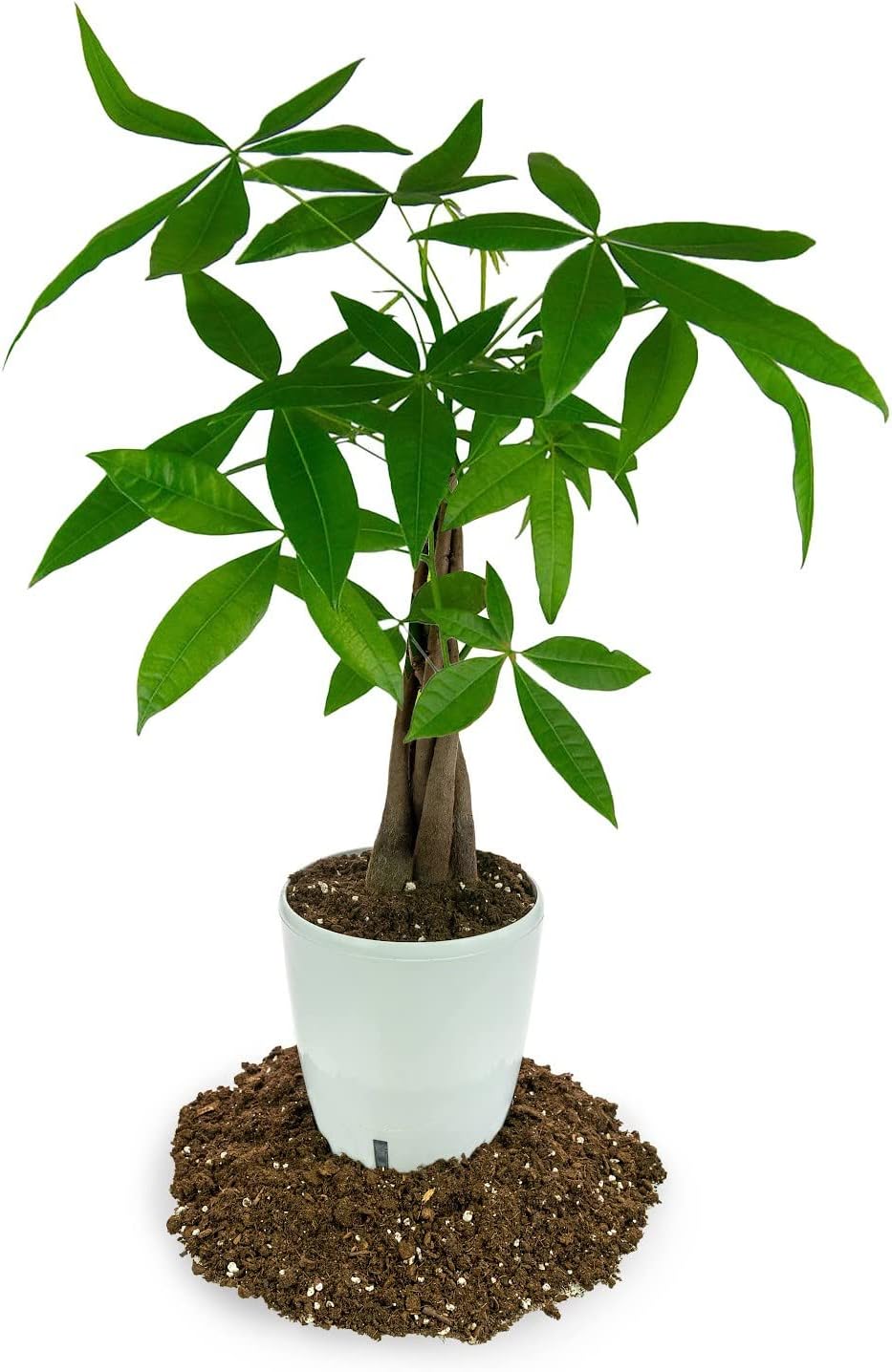 ‘s Premium Orange Tree – Mezcla de tierra para macetas de drenaje rápido para cultivar y trasplantar Citrus Sinensis – 3 cuartos de galón