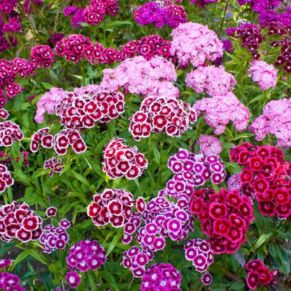 Sweet William Flowers 100+ semillas, hermosos racimos