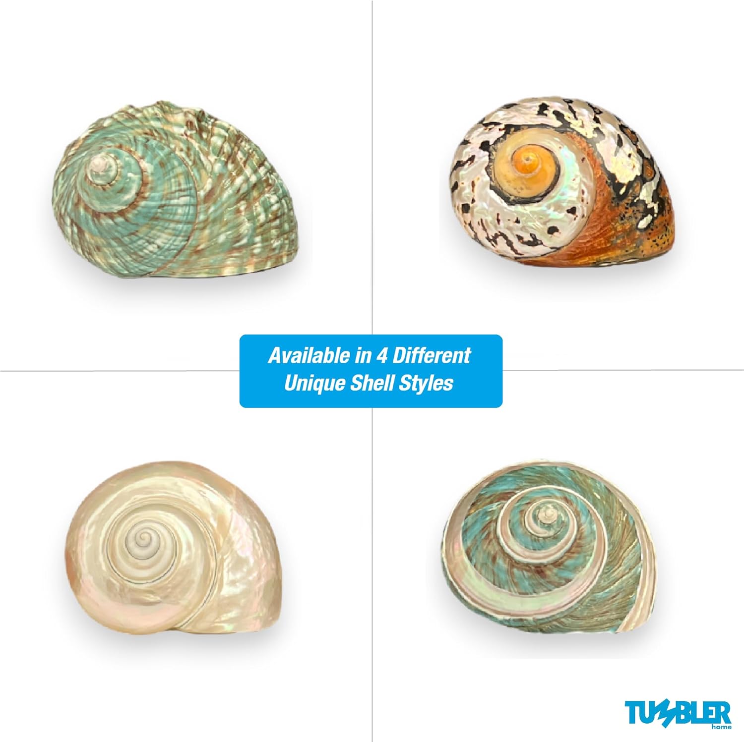 Carcasa turbo grande, conchas marinas de 3 a 4 pulgadas, conchas marinas para decoración, conchas para manualidades, decoración costera del hogar y
