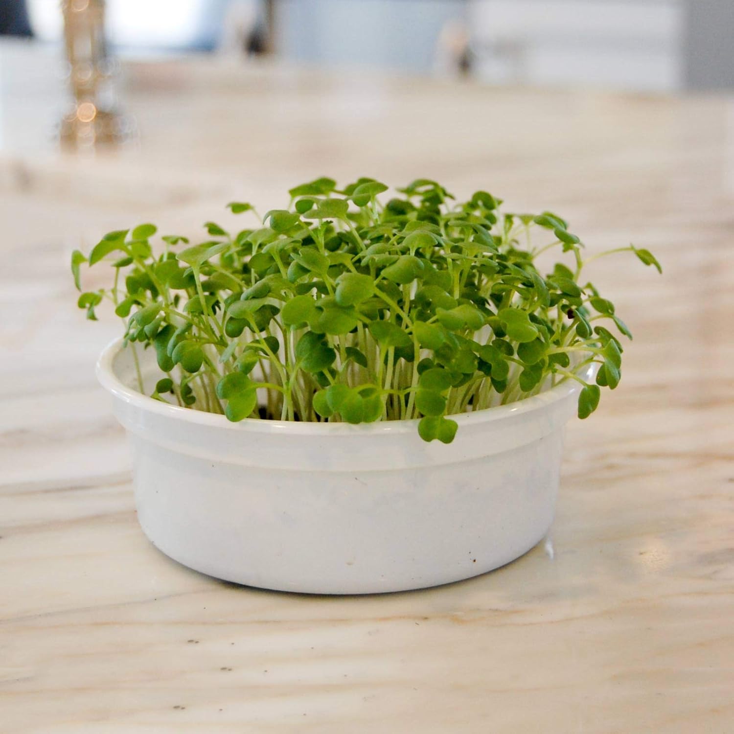 Semillas de germinación de mostaza marrón orgánica 1 libra – Semilla de mostaza caliente para especias, brotes, microverdes, hacer mostaza gourmet,